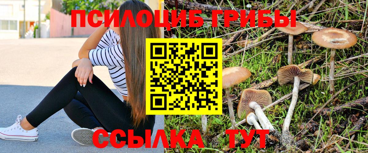 Псилоцибиновые грибы Psilocybine cubensis  Вход с VPN  Малоярославец 